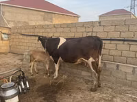 Vaca, Simmental cattle — foto 2