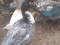 Turkeys — sawirka 5