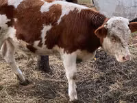 सांड, Simmental cattle — फ़ोटो 1