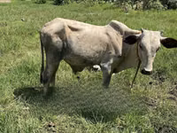 गाय, मवेशी — फ़ोटो 3