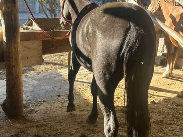 Mare, Horses — Kyrgyzstan