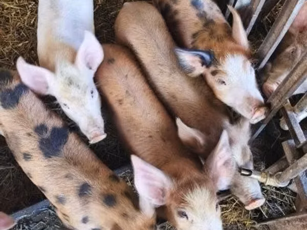 Pigs (batch, sex not specified), Pigs — Hungary