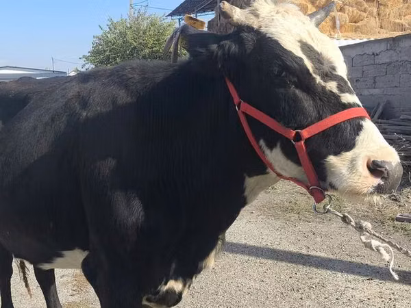 Kuh, Russian Black pied cattle