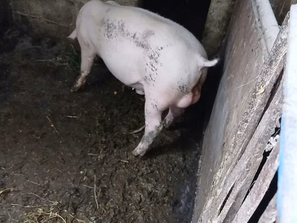 Boar,  — Moldova
