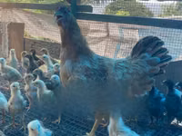 Turkeys — акс 4