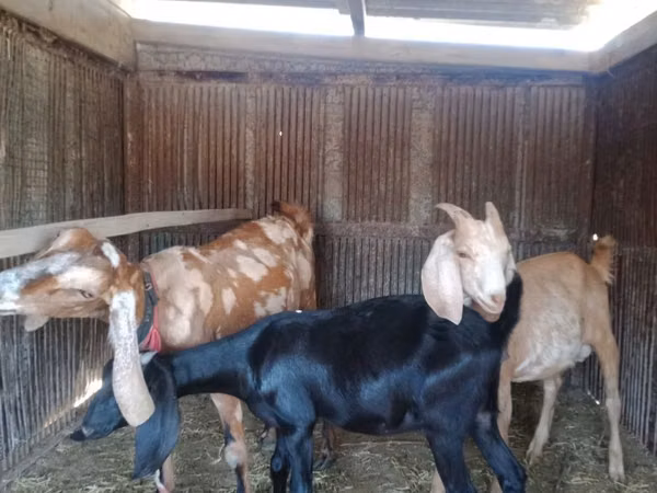 Goat, Dutch Landrace goats