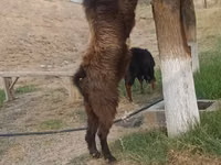 Taka, Nubian Goat — 3-rasm
