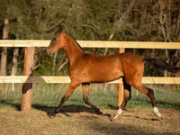 Hengst, Akhal-Teke — Foto 3