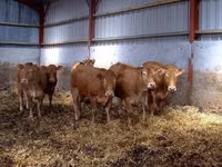 Cow, Holstein breed — photo 2