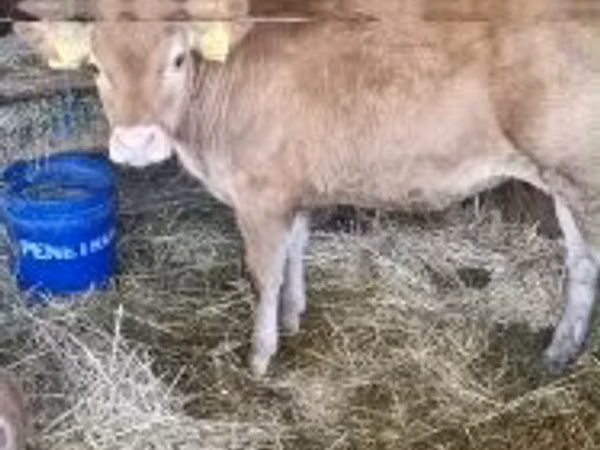 Krava, Kráva limuzín — Maďarsko