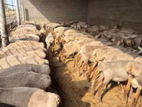 암양, Arashan sheep — 사진 2