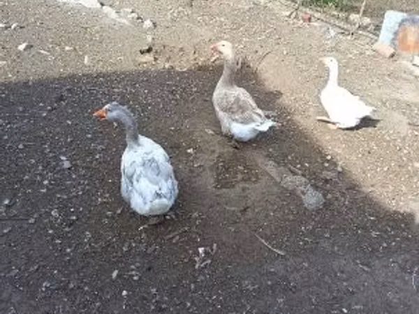Geese — Węgry