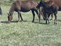 مادیان, Horse breed — عکس 4
