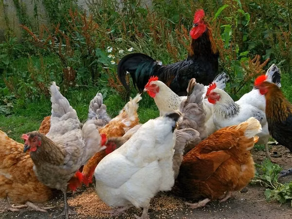 Chickens — Kyrgyzstan