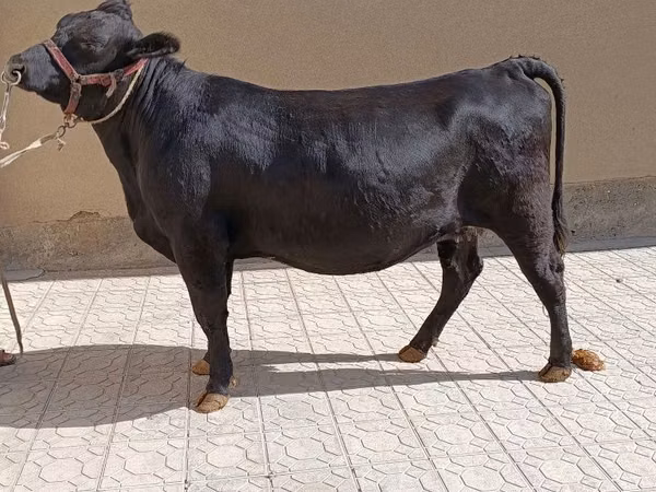 Cow, Aberdeen-Angus — Uzbekistan