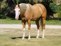 Айғыр, Palomino — 7-сурет