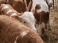 گاو و گوساله (گروه، جنسیت مشخص نشده), Simmental cattle — عکس 2