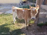 Cow, Alatau breed — photo 2