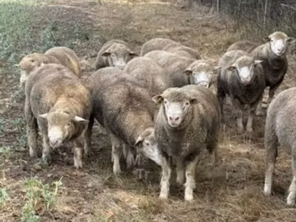 گوسفند (گروه، جنسیت مشخص نشده), Ile-de-France sheep