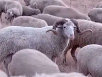 Kambing jantan, Sheep — foto 2