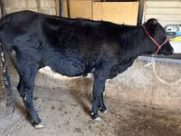 Mucca, Aberdeen Angus — foto 6
