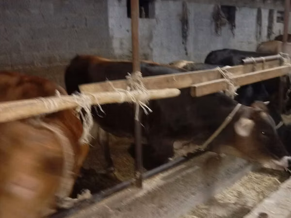 Cow, Alatau breed — Kyrgyzstan