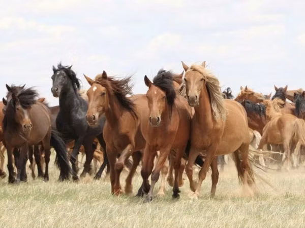 Mare, Horse breed — Kazakhstan