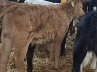 Cattle (batch, sex not specified), Aberdeen-Angus — photo 6