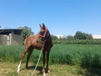 Mare, Horses — photo 3