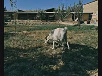 Goat, Saanen goat — photo 1