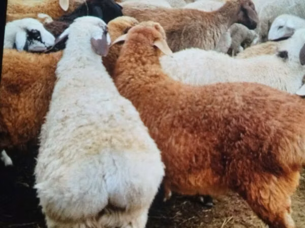 Ram, Sheep