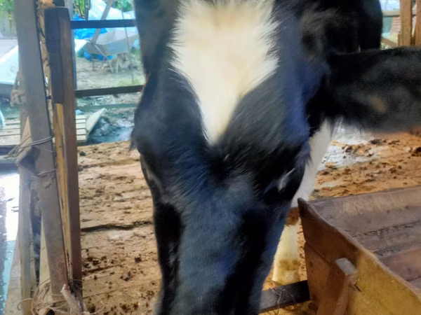 Гов, Simmental cattle — Ӯзбекистон
