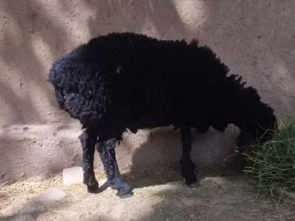 Sheep (batch, sex not specified), Sheep — Uzbekistan