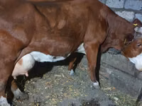 Cow, Simmental cattle — photo 4