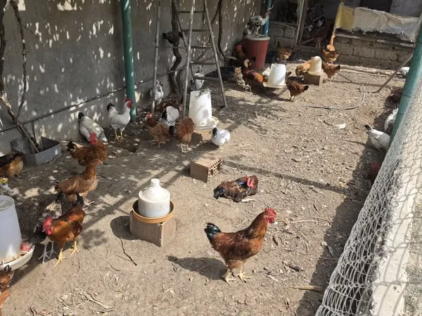 Chickens — Azerbaijan