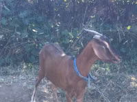 Kambing betina, Goats — foto 5
