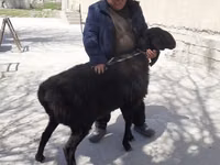 Ram, Sheep — photo 3