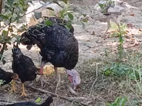 Turkeys — foto 1