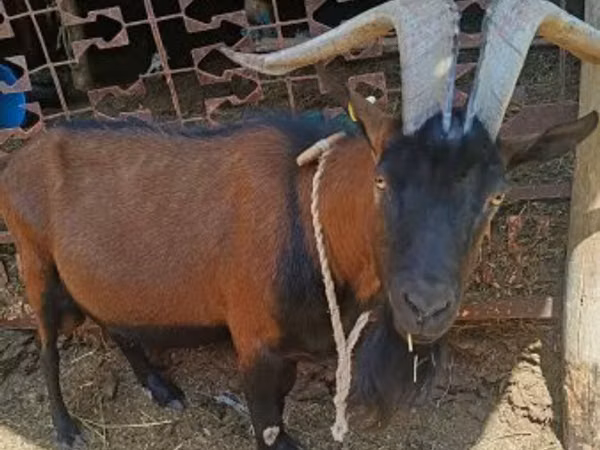 Billy Goat, Alpine goat — Hungary