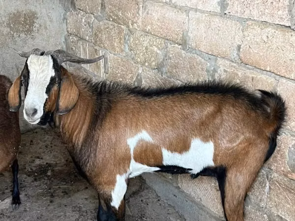 بز نر, Nubian Goat