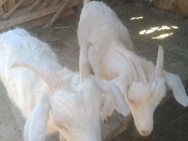 Ged, Nubian Goat — Kasakhstan