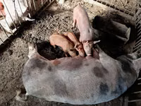 Boar, Pigs — photo 5