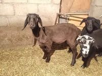Goat, Goats — photo 4