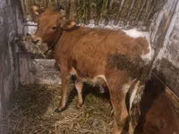 गाय, मवेशी — फ़ोटो 4