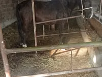 Cavalla, Friesian sport horse — foto 1