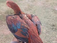 Chickens — photo 2