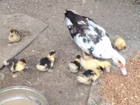 Ducks — photo 1