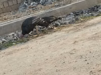 Turkeys — photo 5