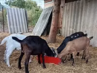 Goat, Goats — photo 3