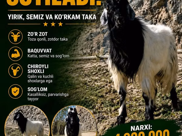 Billy Goat, Goats — Uzbekistan